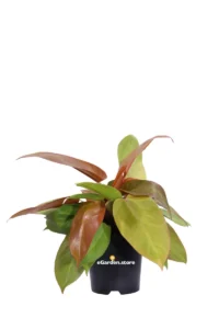 Philodendron Prince Of Orange v14 egarden.store online