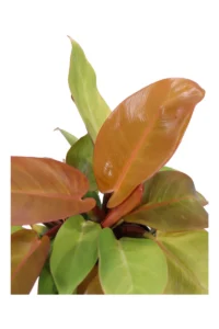 Philodendron Prince Of Orange v14 egarden.store online
