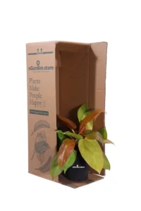 Philodendron Prince Of Orange v14 egarden.store online