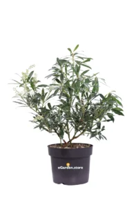 Pieris Japonica Flaming Silver v17 egarden.store online