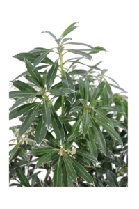 Pieris Japonica Flaming Silver v17 egarden.store online