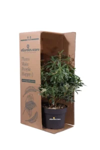 Pieris Japonica Flaming Silver v17 egarden.store online