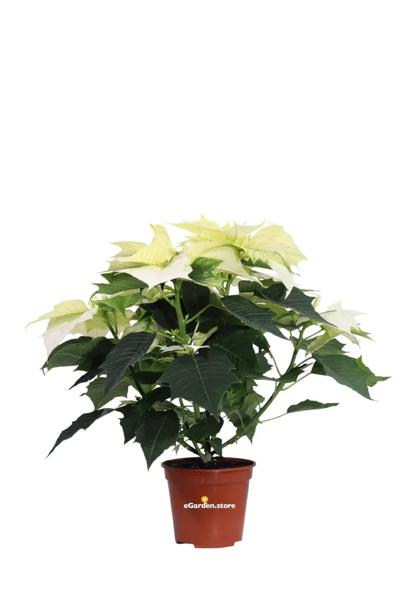 Poinsettia Alaska - Stella di Natale v14 egarden.store online