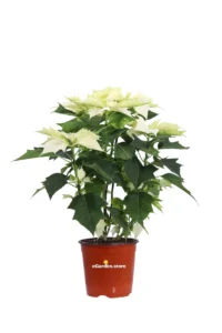 Poinsettia Alaska - Stella di Natale v17 egarden.store online