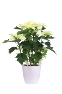 Stella di Natale - Poinsettia Bianca Medium