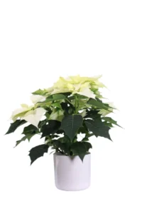 Poinsettia Alaska v14 soft round v16 egarden.store online