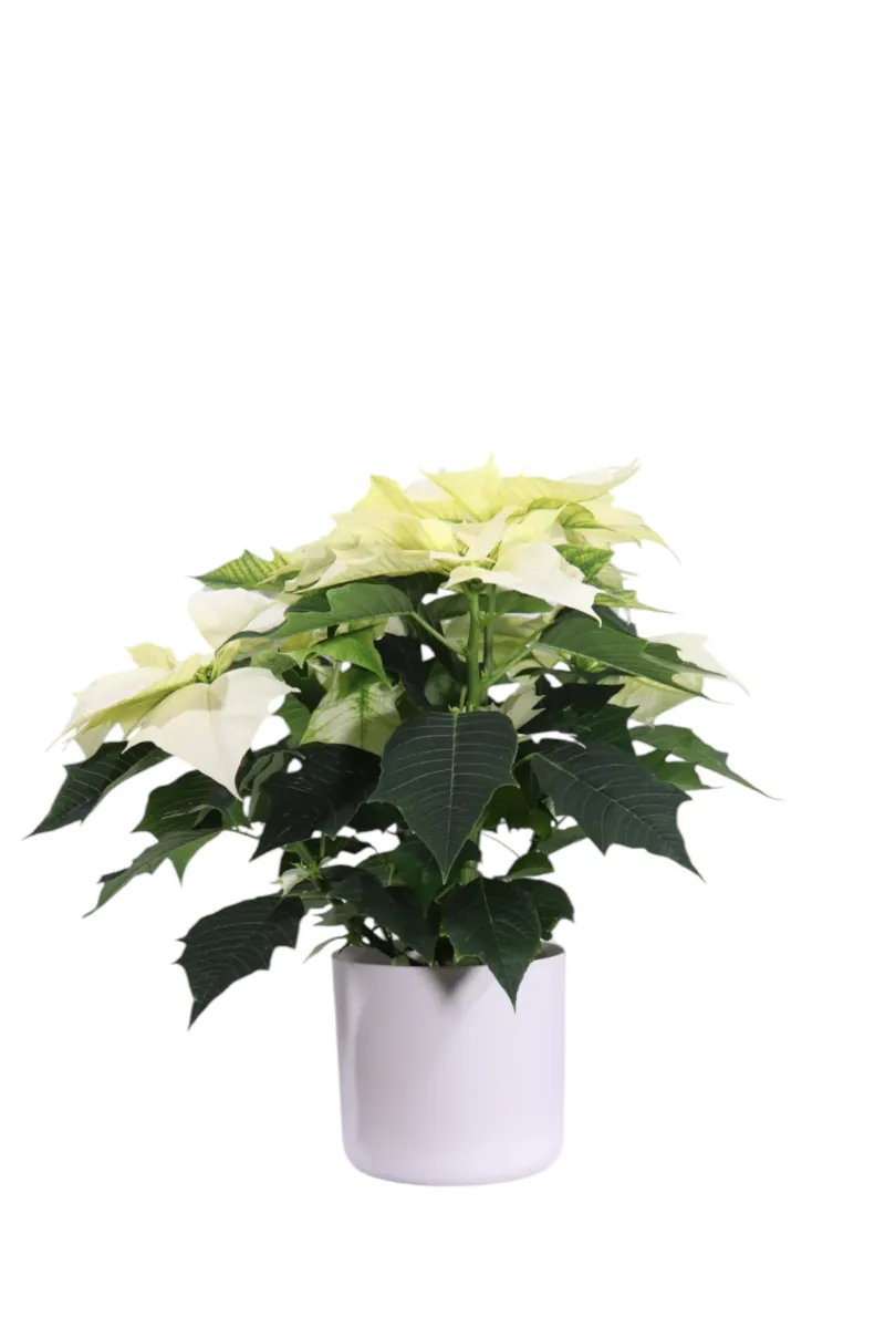 Poinsettia Alaska v14 soft round v16 egarden.store online