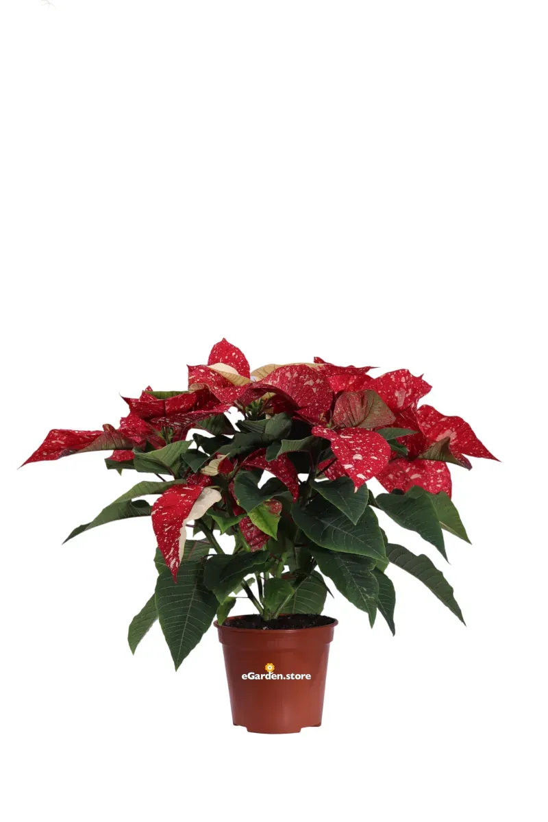 Poinsettia Glitter - Stella di Natale v14 egarden.store online