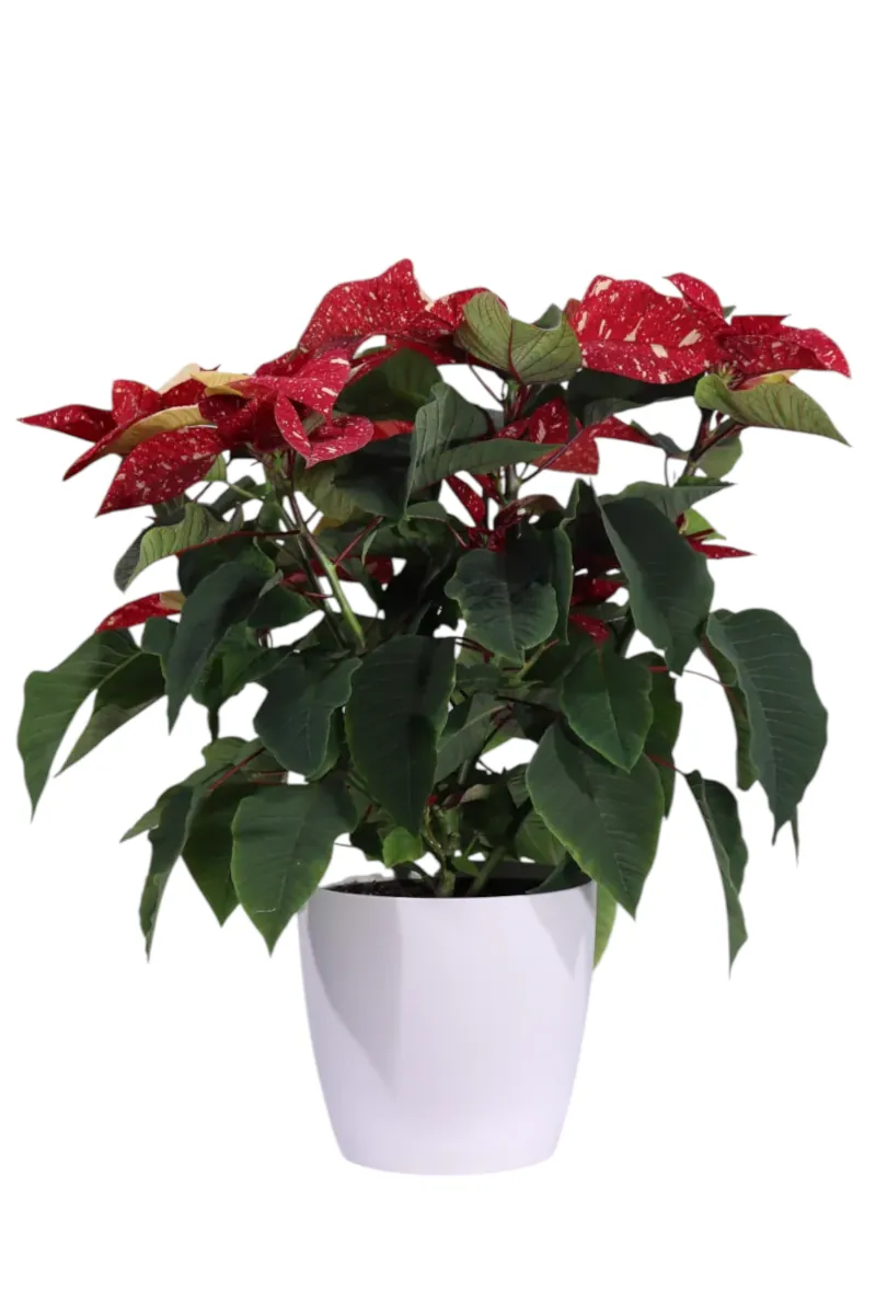 Poinsettia Glitter V17 brussels round v18 egarden.store online