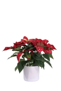 Stella di Natale - Poinsettia Glitter Small