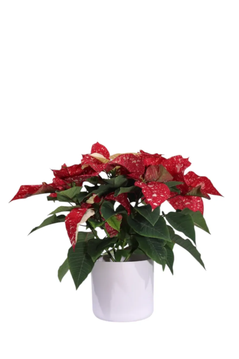 Stella di Natale - Poinsettia Glitter Small