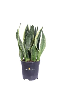 Sansevieria Futura Superba v17 egarden.store online
