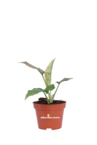 Syngonium Podophyllum Pink Splash v6 egarden.store online