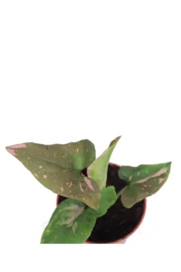 Syngonium Podophyllum Pink Splash v6 egarden.store online