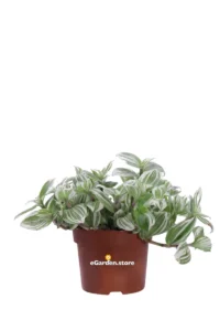 Tradescantia Cerinthoides Brightness v12 egarden.store online