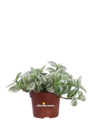 Tradescantia Cerinthoides Brightness v12 egarden.store online