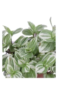 Tradescantia Cerinthoides Brightness