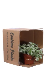 Tradescantia Cerinthoides Brightness v12 egarden.store online