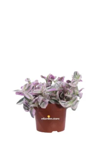 Tradescantia Cerinthoides Sweetness v12 egarden.store online