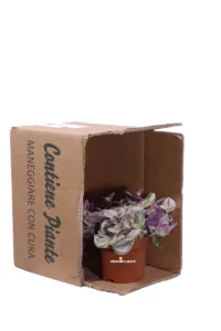 Tradescantia Cerinthoides Sweetness v12 egarden.store online