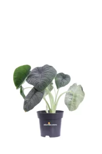 Alocasia Melo v14 egarden.store online