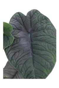 Alocasia Melo