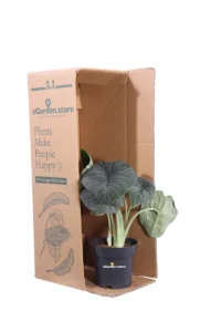 Alocasia Melo v14 egarden.store online