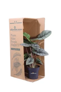 Alocasia Platinum v14 egarden.store online