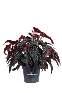 Begonia Maculata v17 egarden.store online