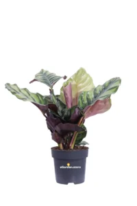 Calathea Fasciata v17 egarden.store online