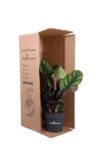 Calathea Fasciata v17 egarden.store online
