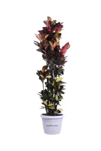 Croton - Codiaeum Variegatum v40 egarden.store online