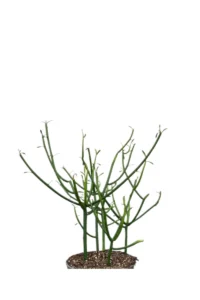 Euphorbia Tirucalli v12 egarden.store Euphorbia Tirucalli v12 egarden.store online