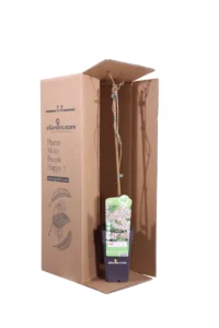 Fallopia Baldschuanica v15 egarden.store 3 Fallopia Baldschuanica v15 egarden.store online