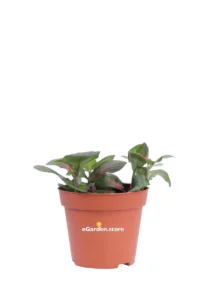 Fittonia Bubble Red v8 egarden.store online