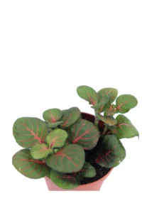 Fittonia Bubble Red