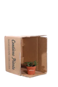 Fittonia Bubble Red v8 egarden.store online