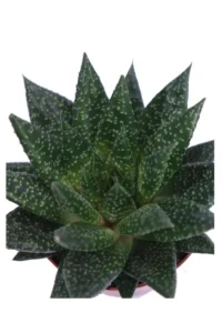 Gasteria D Due