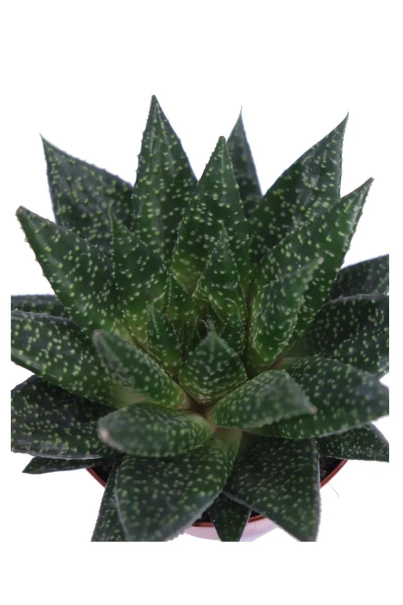 Gasteria D Due