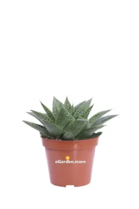 Gasteria D Tiga v9 egarden.store online