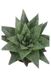 Gasteria D Tiga v9 egarden.store online