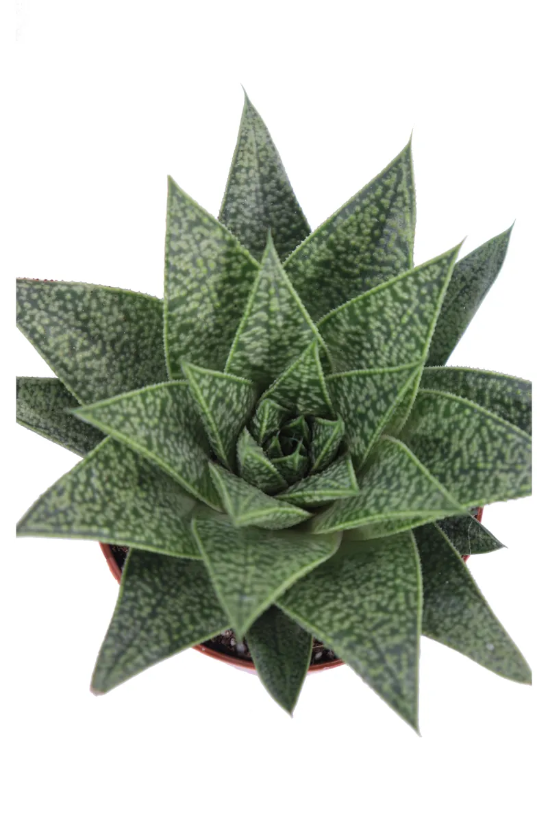 Gasteria D Tiga v9 egarden.store online