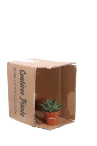 Gasteria D Tiga v9 egarden.store online