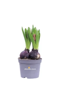 Giacinto Pink Pearl v12 egarden.store online