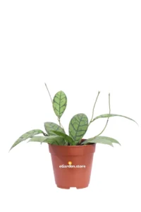 Hoya Callistophylla v12 egarden.store online