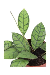 Hoya Callistophylla v12 egarden.store online