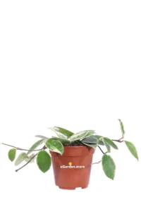 Hoya Carnosa Krimson Queen v12 egarden.store 1 Hoya Carnosa Krimson Queen v12 egarden.store online