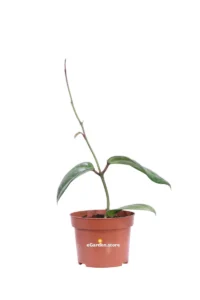 Hoya Sarawak v10 egarden.store online