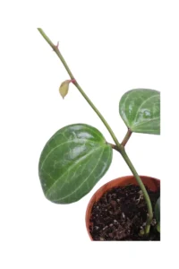 Hoya Sarawak v10 egarden.store online