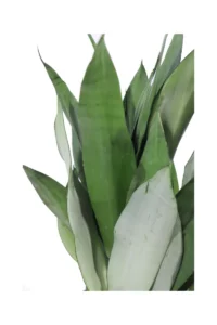 Sansevieria Trifasciata Moonshine v21 egarden.store online